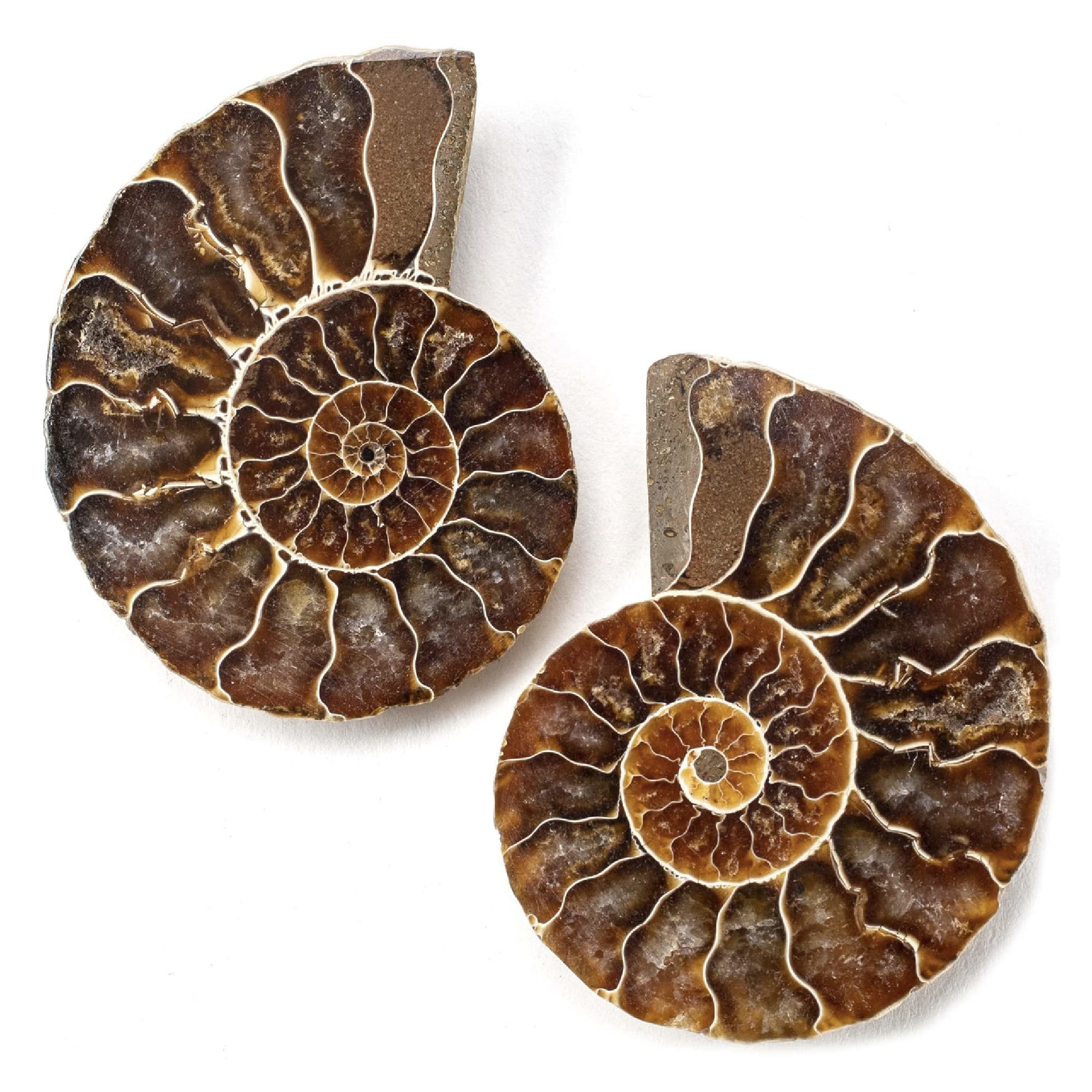fossils